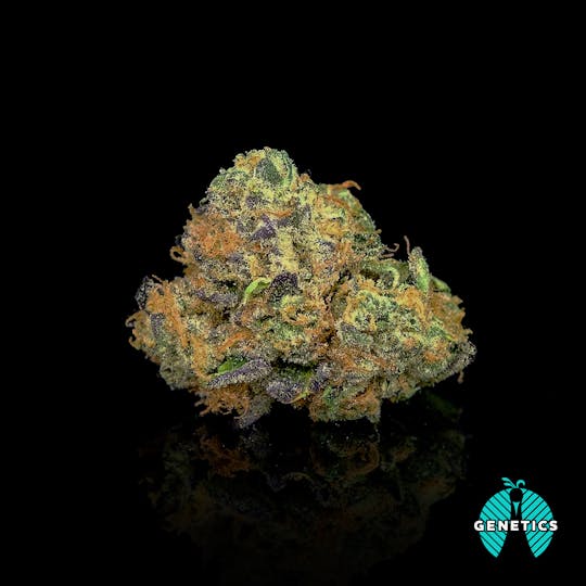 Maitri Genetics - Wedding C - 1