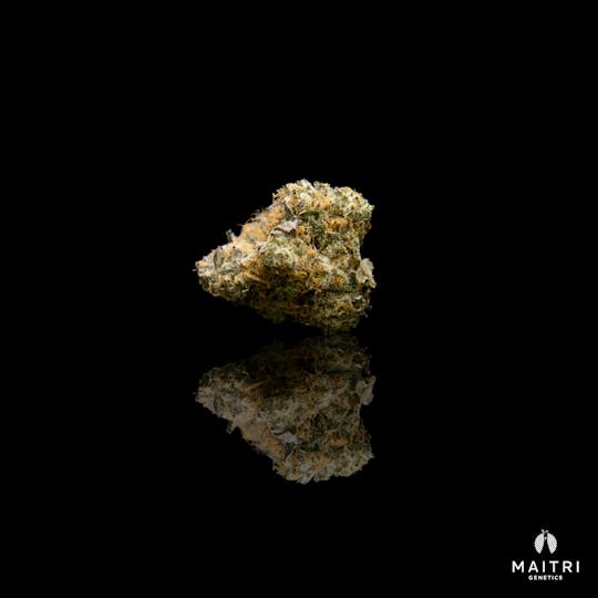 Maitri Genetics - Wookie Burger - 1