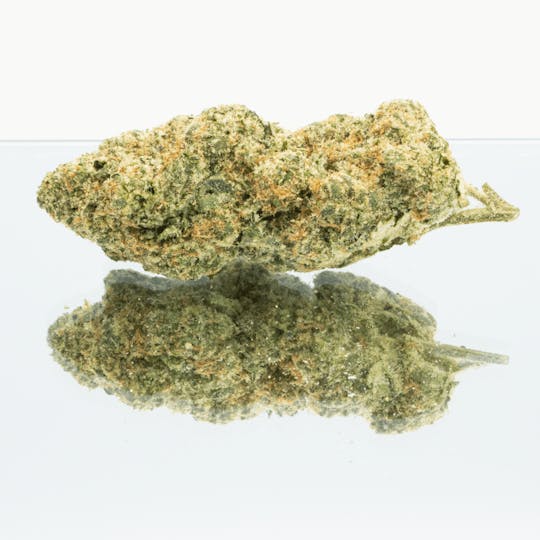LA Native - PG13 - Indoor Mids - 1