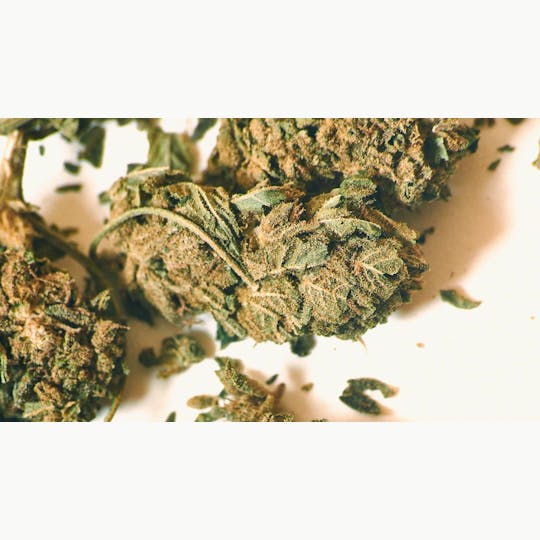 LA Native - Grapefruit Diesel (Low-Shelf) - Hybrid - 1