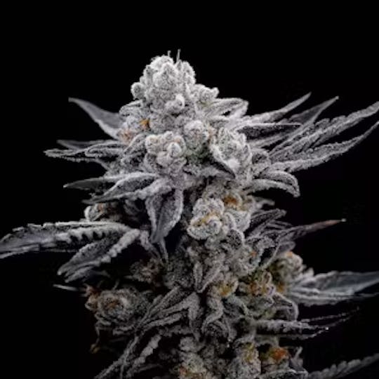 Allure - ZOAP - 1