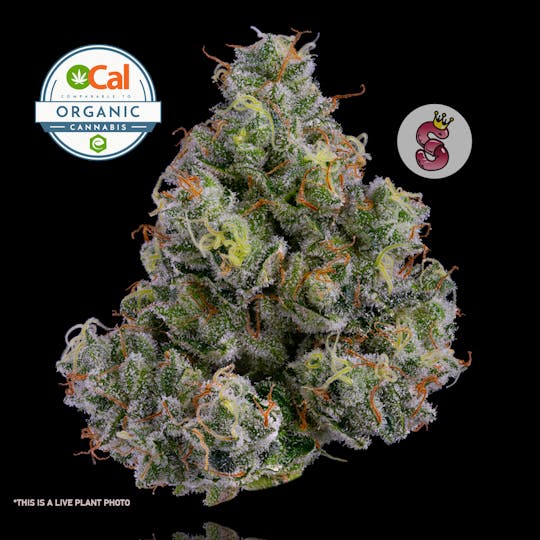 No Till Kings - Jackapulco - 1