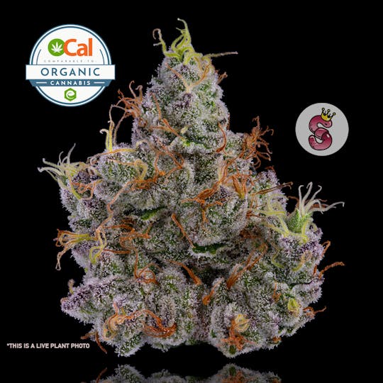 No Till Kings - GMO (Garlic Mushroom Onion) - 1