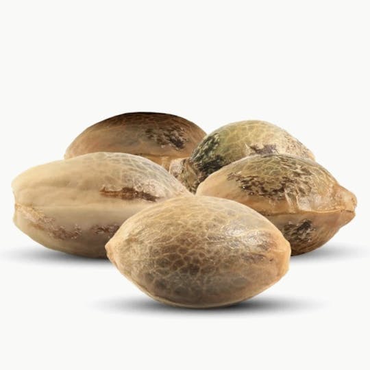 Supernaturals New York - GELONADE x SOAP, 5 Feminized Seeds - 1