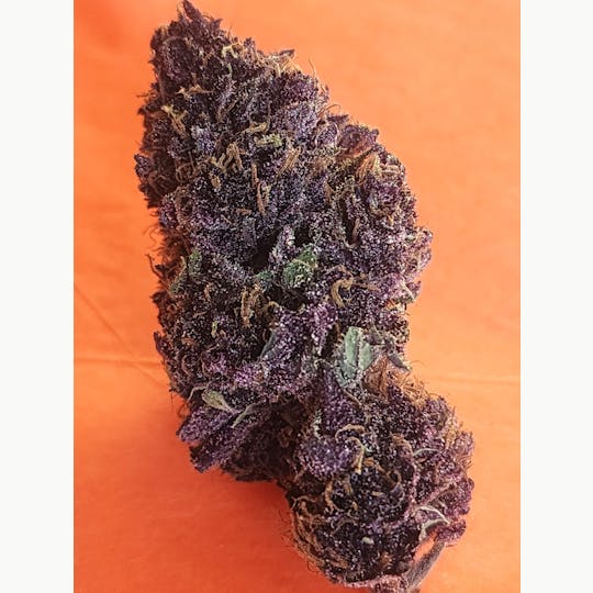 Daedalus Craft Cannabis - $100 Ounce of the Day - Queen of the South - 1