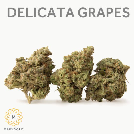 Marygold - Delicata Grapes 3.5g - 1