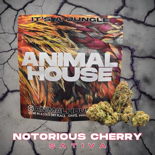Animal House - Notorious Cherry | Flower | 3.5g - 1