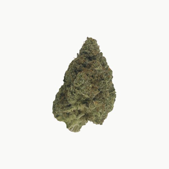 Indico - MANIAC - Indico - 1
