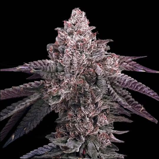 Royal Kush Farms - Arthur's Excalibur | Private Reserve (Limited Edition) Flower 3.5g - 1