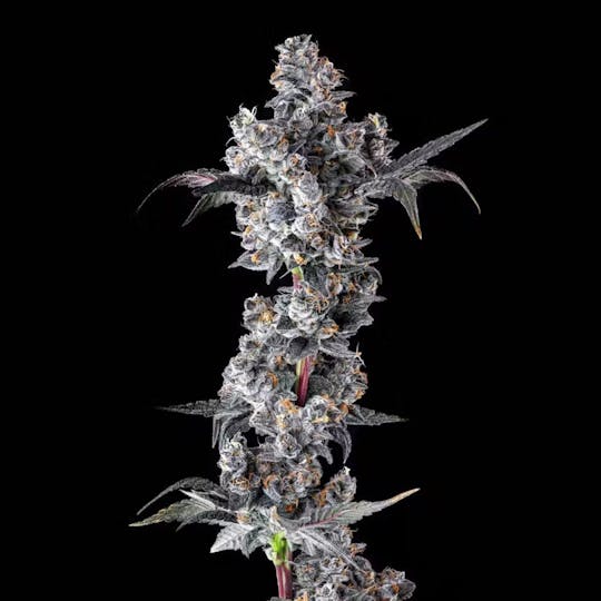 Royal Kush Farms - Caesar's Crown | Private Reserve (Limited Edition) Flower 3.5g - 1