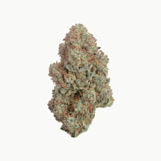 East Coast Cannabis - Peach Hash Plant - 1