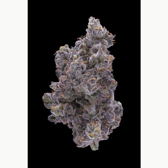 Allure - Cookies Gelato - 1