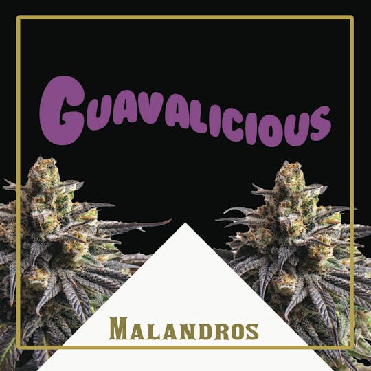 Malandros - Guavalicious Premium Cannabis Flower - 3.5g - 1