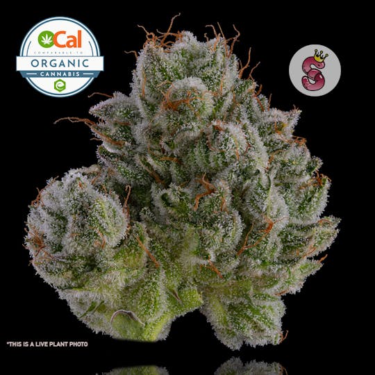 No Till Kings - Glue - 1