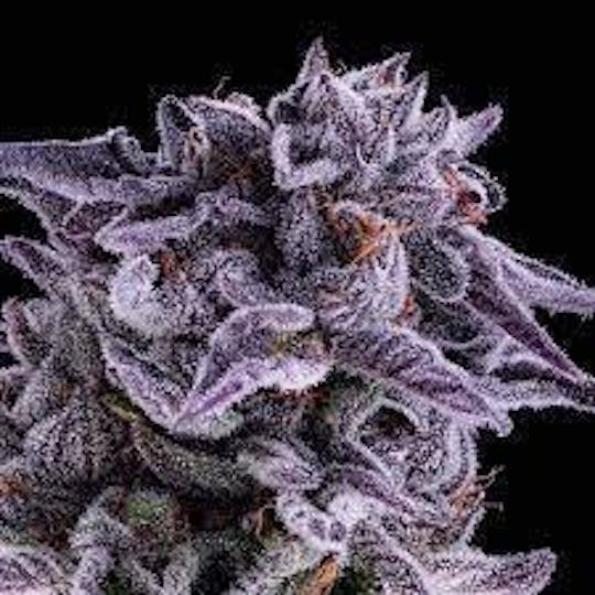 Allure - Platinum Lemon Cherry | Exotic Indoor indica | 38.05% THC - 1