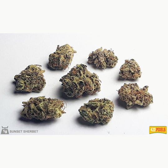 LA Native - Sunset Sherbet - Indoor Mid-Large Buds - 1