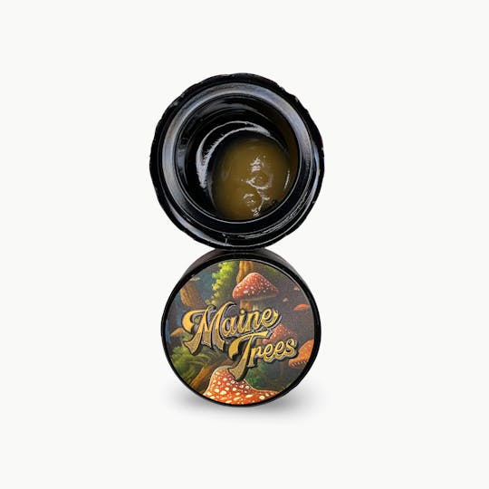 Indico - Tea Time Live Rosin - Maine Trees - 1