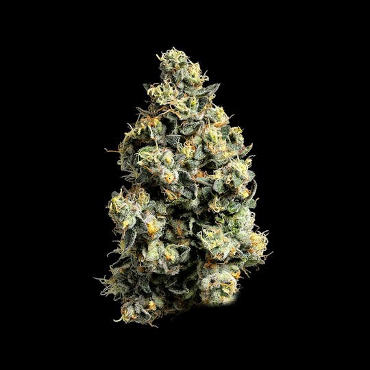 Auraz - Premium Flower | Dirty Taxi - 1
