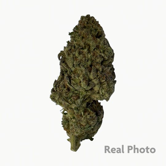 Stingers - Gary Payton - 14 gram - 1