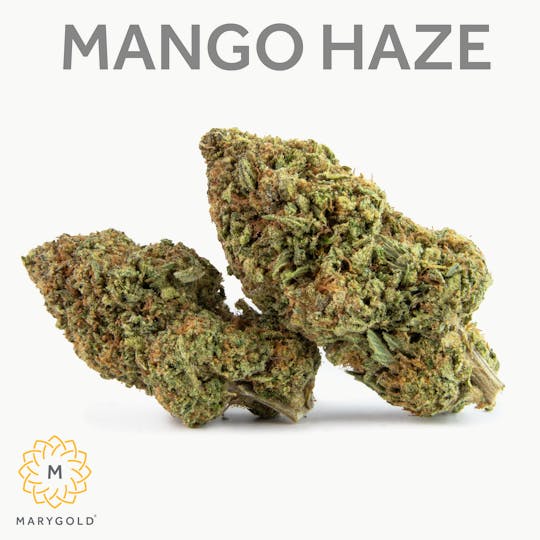 Marygold - Mango Haze 3.5g - 1