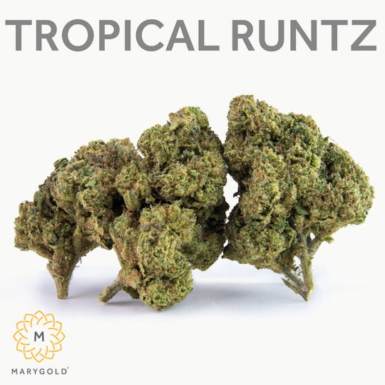 Marygold - Tropical Runtz 14g - 1