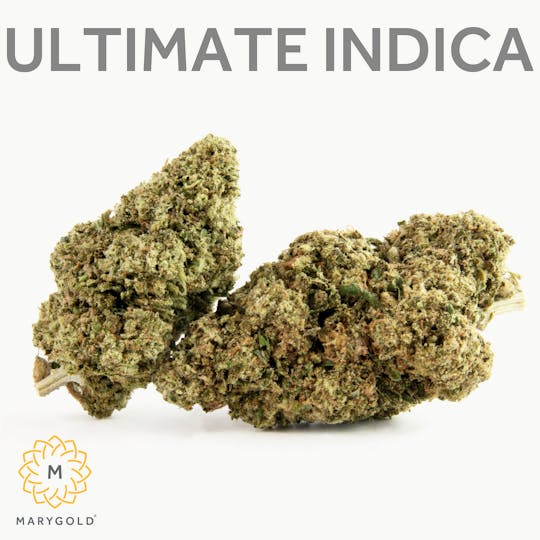 Marygold - Ultimate Indica 14g - 1