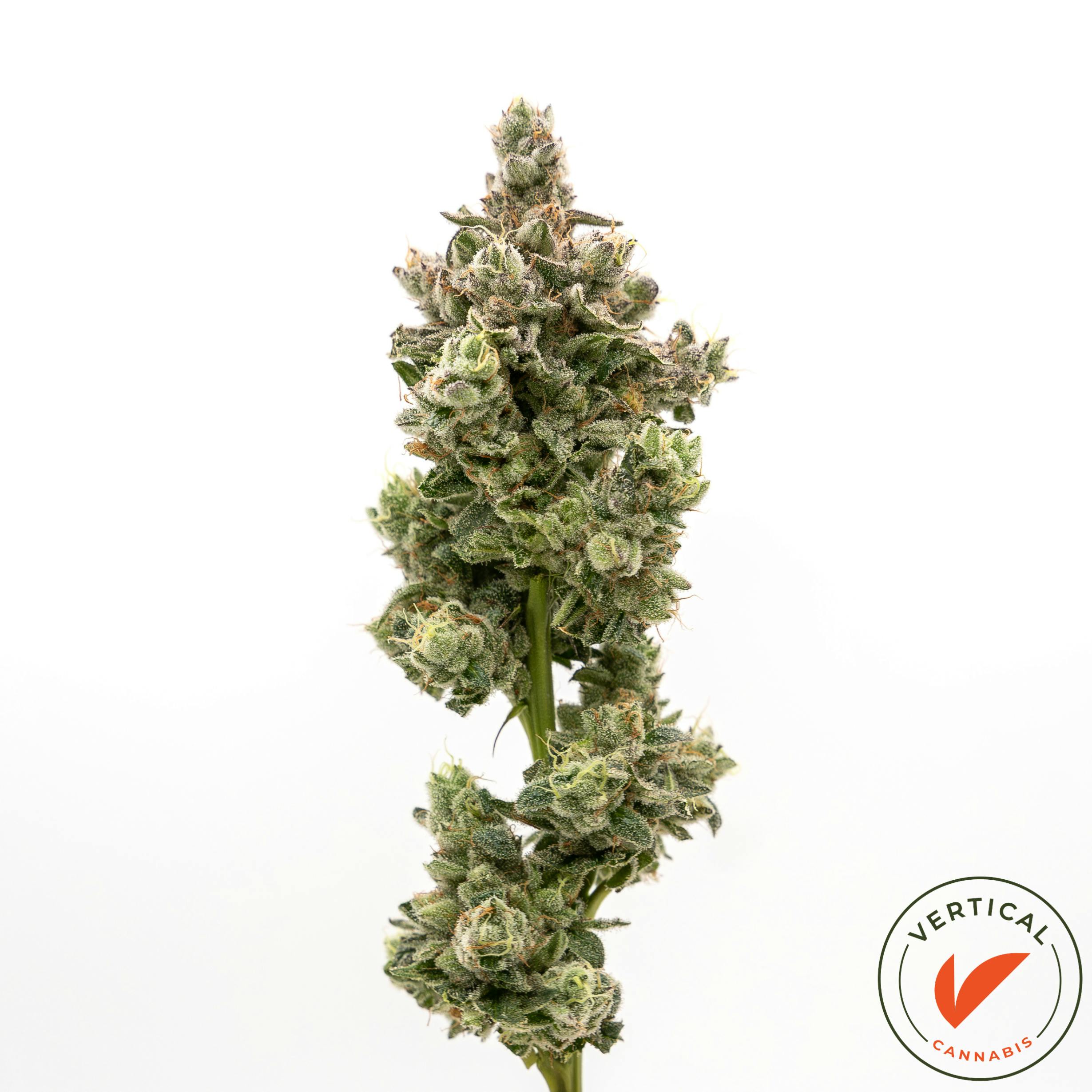 Vertical Cannabis - Vertical | Premium Flower (14g) - Platinum Papaya Mimosa - 1