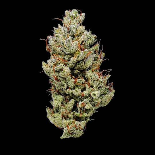Auraz - Caleta Flower | Blue Power - 1