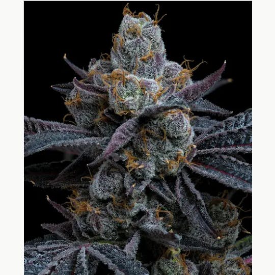 Allure - Birkin Candy | Exotic Indoor | Indica 36.78% THC - 1