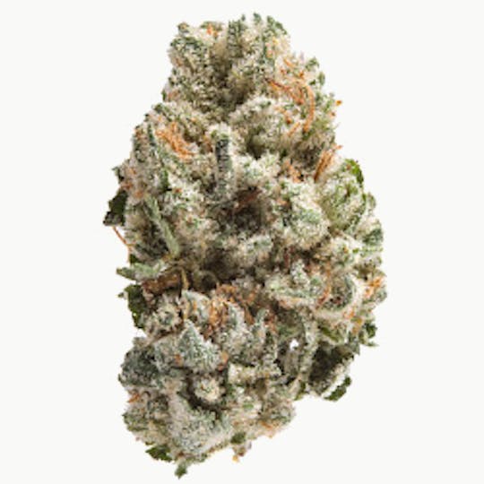 Moonlight Collective - 1911 OG — Top-Shelf Indica | 3.5g - 1