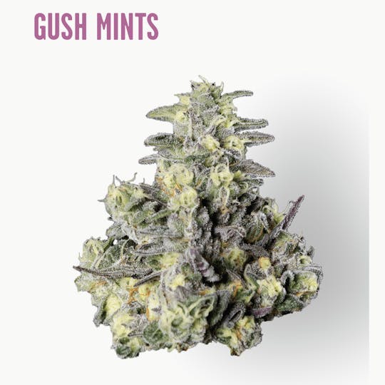Ozone - Ozone | Gush Mints | Flower | 3.5G - 1