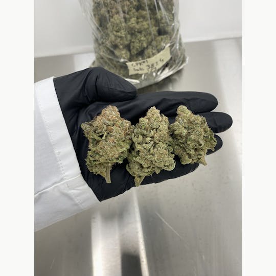 Stackhouse NV - Critical Purple Kush - 1