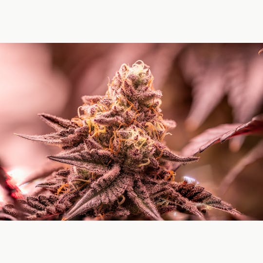 Stackhouse NV - Shake Shack Flower - 1