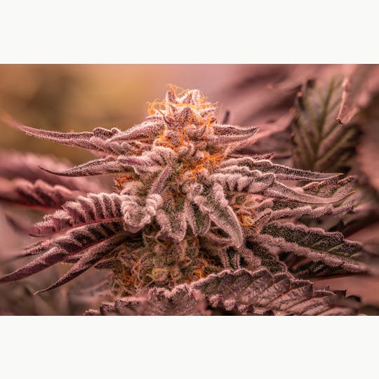 Stackhouse NV - Animal Sherb Mints Flower - 1