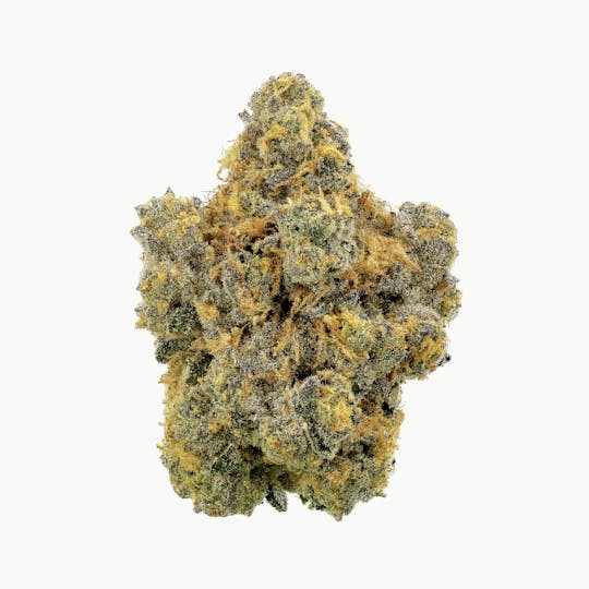 Revolution Cannabis - Tales & Travels | The Glove | Flower | 7G - 1