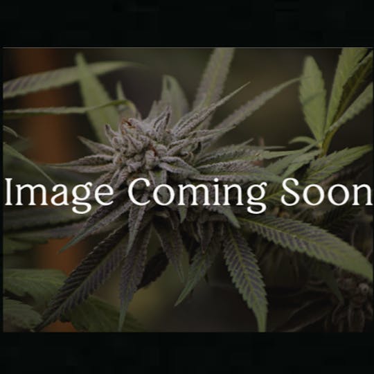 Tamarack Cannabis - Tamarack | A Bud Bulk Flower - Honey Banana - 1