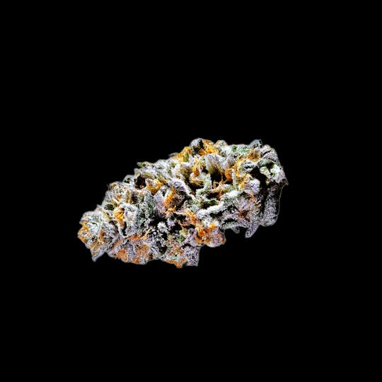 Auraz - Caleta Flower | Gusherz - 1