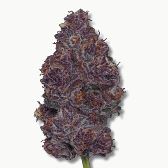Magic Brothers - Tropicana Cherry (Hybrid) - Premium Flower - 1/2oz. 14g. - 1