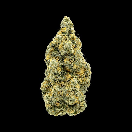 Auraz - Caleta Flower | Chem's Sister - 1