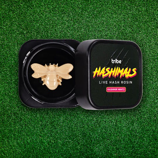 Tribe - Kashmir Mintz - Hashimals - Live Hash Rosin - Bumble Bee - 1g - 1