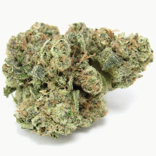 LA Native - GG4 - Indoor Mids - 1