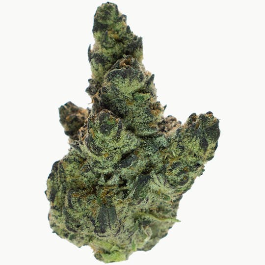 Forte Cannabis - Pure Pressure - 1
