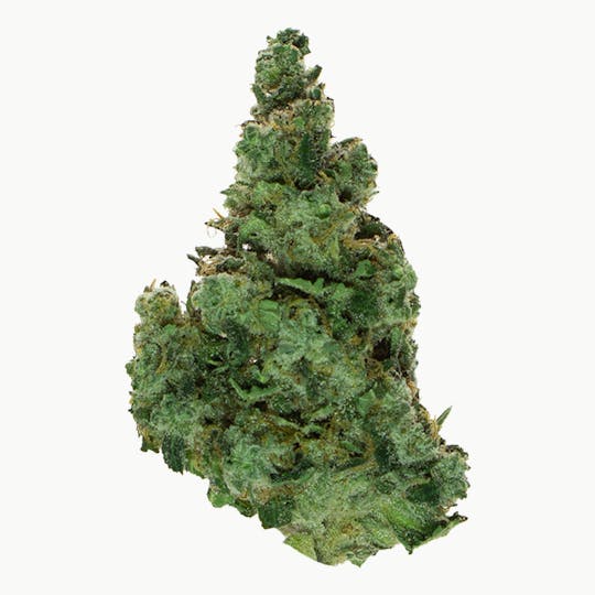 Forte Cannabis - Forté Bulk Flower Dirty Banana - 1