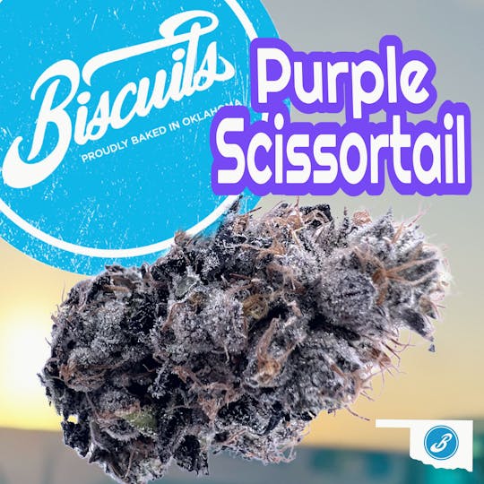 Biscuits - Purple Scissortail - Flower - 1