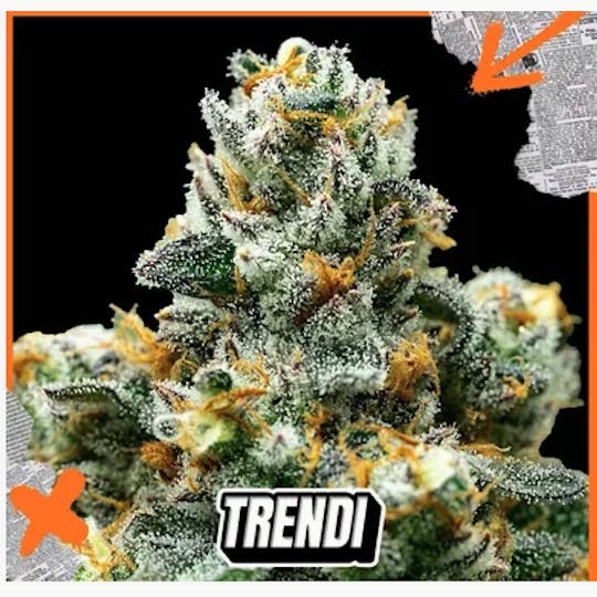 Trendi - Sherbanger x Z Animal 1g Pre-Roll - 1