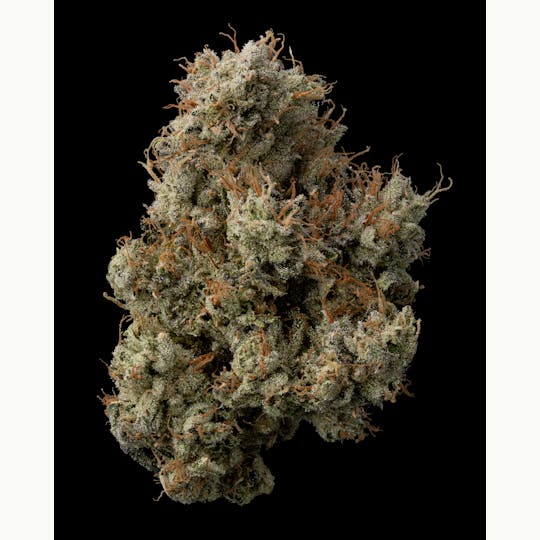 The Garden of Gele - Headbanger - 1