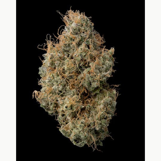 The Garden of Gele - Black Maple - 1