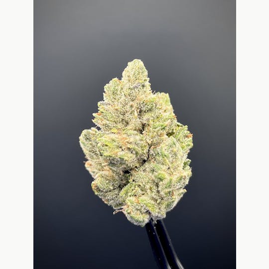 The Garden of Gele - Headband Larry - 1