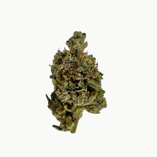 Indico - Headbanger OG - GELE - 1