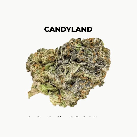 northeast alternatives - NEA Fire | Candyland | Flower | 28G - 1